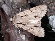 Acronicta tridens имаго